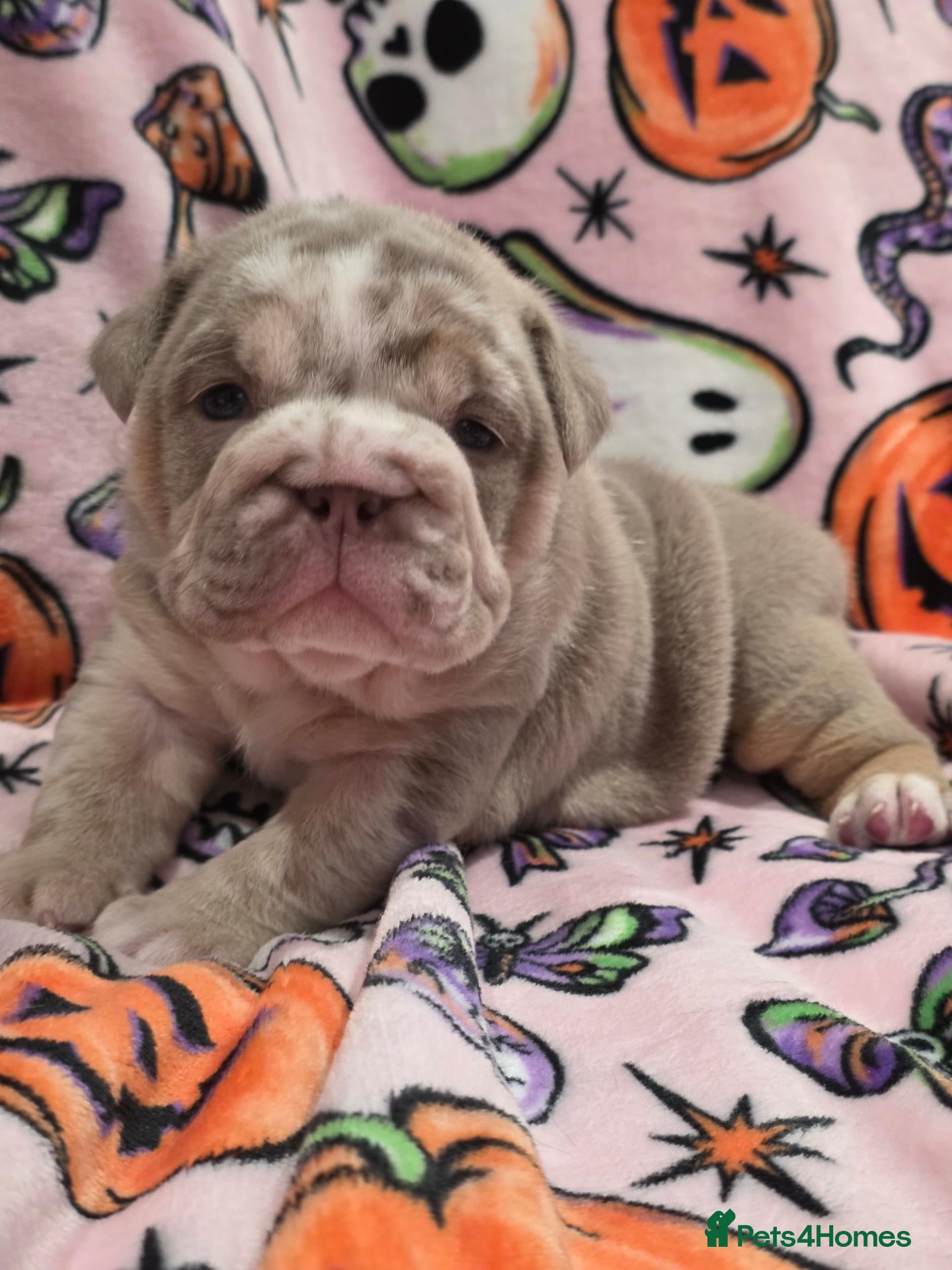 English Bulldog dogs for sale: British bulldog pups - Advert 5