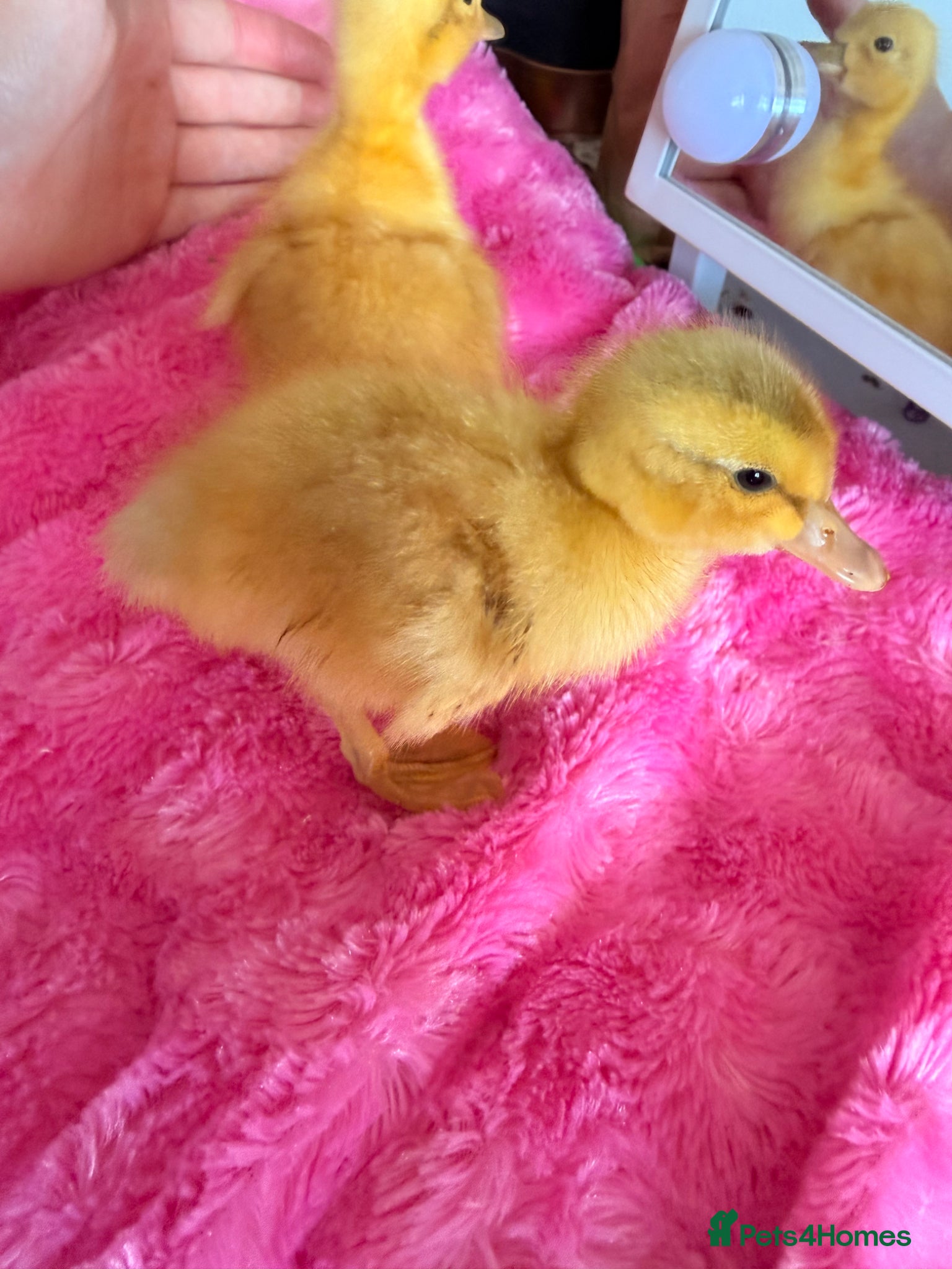 Ducks poultry 🐣 Ducklings! 🐣 - Advert 4
