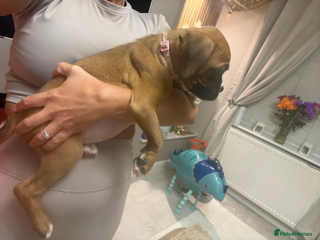 Boxer dogs for sale: Reduced Ready Now Kc Boxer Puppies - Image 29