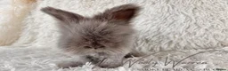 Angora rabbits for sale: FULLY VACCINATED ANGORA BROTHERS  - Advert 8