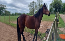 Welsh Section D horses for sale: WelshD x tb  - Image 4