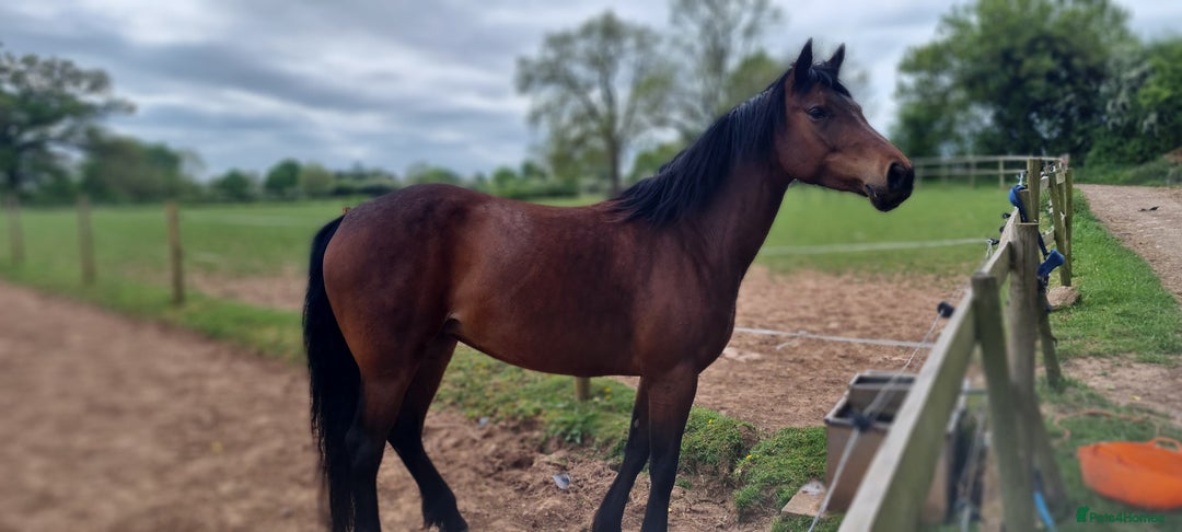Welsh Section D horses for sale: WelshD x tb  - Image 4