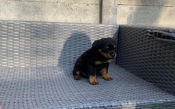 Rottweiler dogs for sale: Beautiful Rottweilers - Image 13