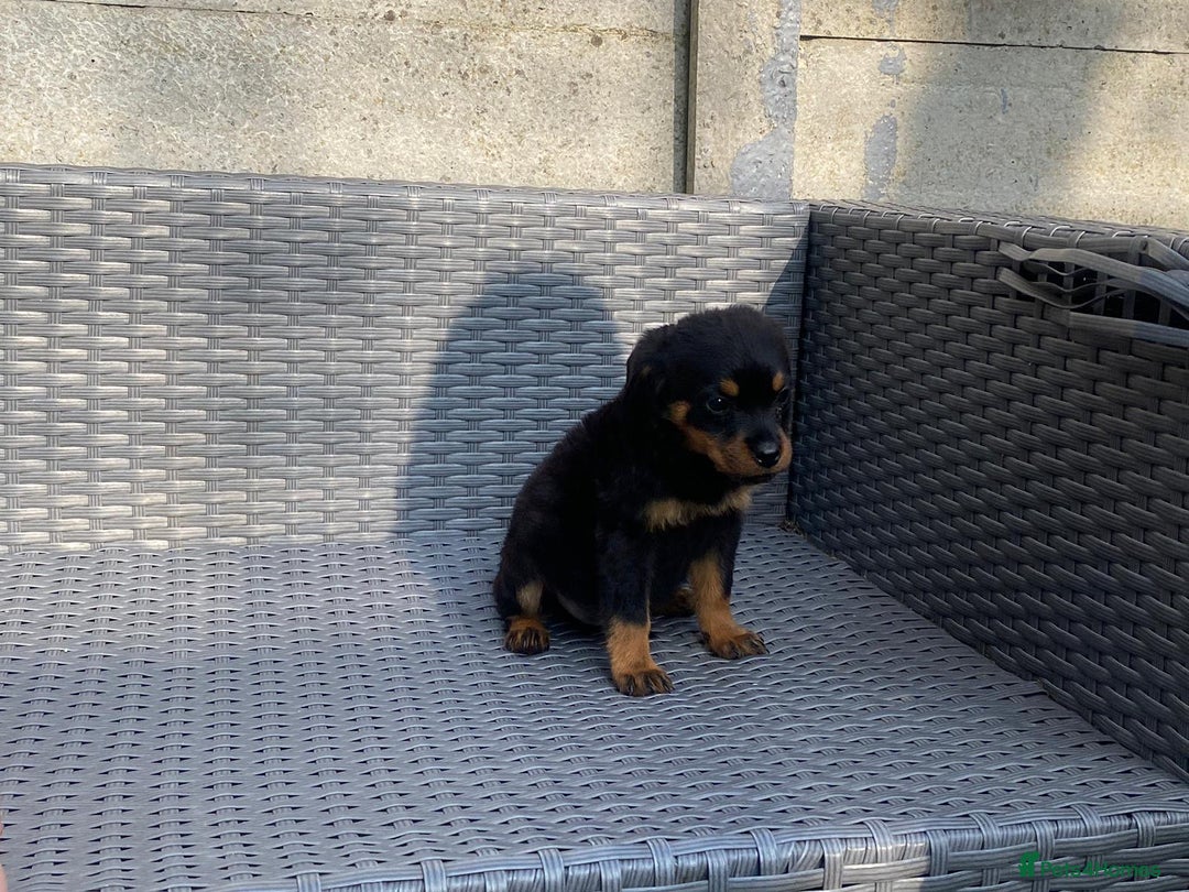 Rottweiler dogs for sale: Beautiful Rottweilers - Image 13