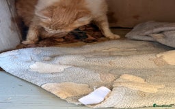 Ragdoll cats for sale: Part rag doll cream/white boy kittens ready now - Image 8
