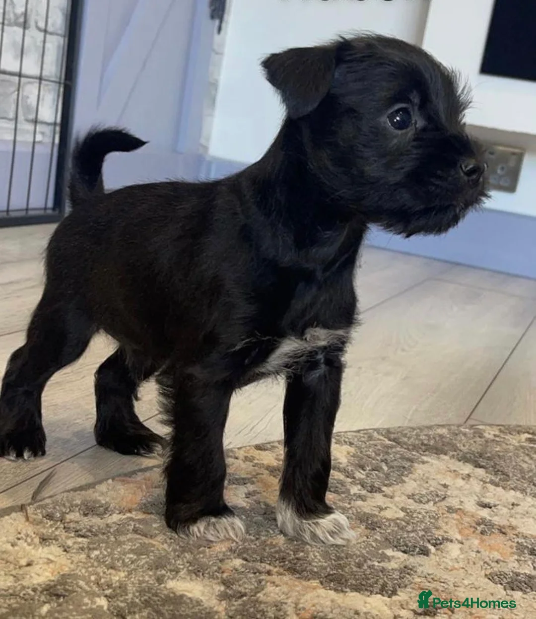 Miniature Schnauzer dogs for stud: KC Reg Choc/White Min Schnauzer MAC +BVA Clear in Coventry - Advert 35