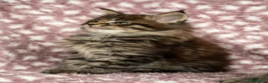 Brown Tabby Female 1 