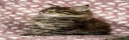 Maine Coon cats for sale: Beautiful Maine Coon Kittens - Advert 20