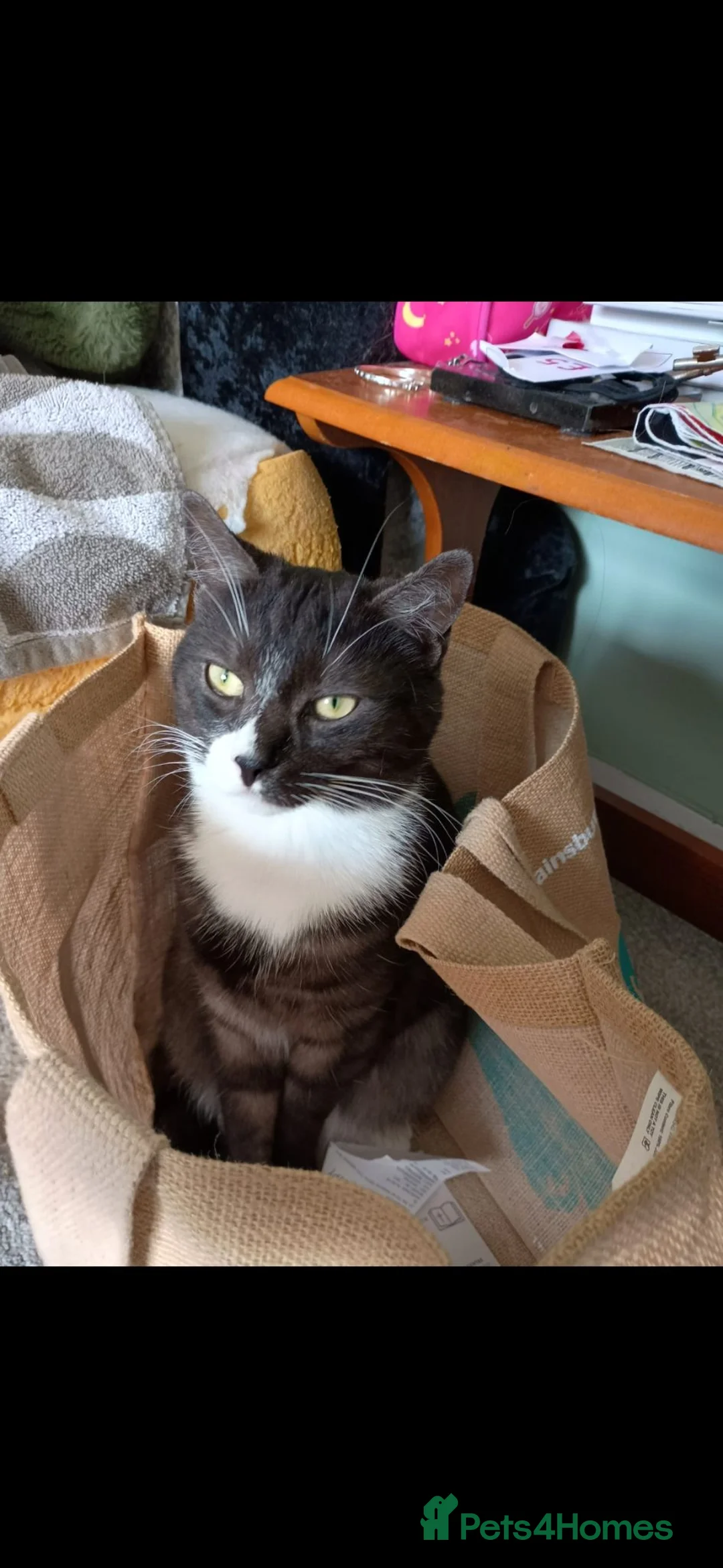 Mixed Breed cats for sale: Moro  - Advert 2