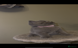 British Shorthair cats for sale: British shorthair kittens🩵 - Image 8