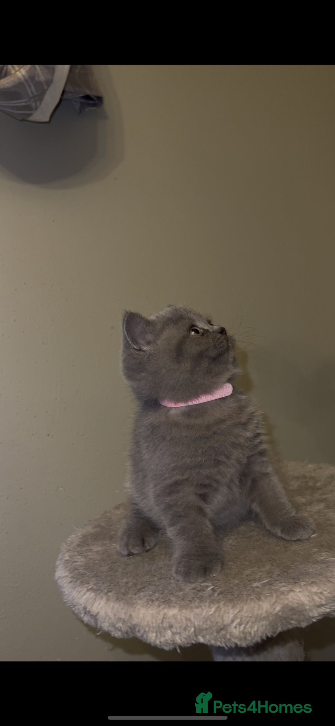 British Shorthair cats for sale: British shorthair kittens🩵 - Image 8