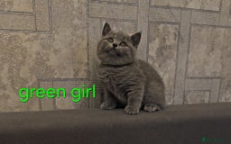 British Shorthair cats for sale: British Blue Shorthair kittens, GCCF pedigree - Image 14