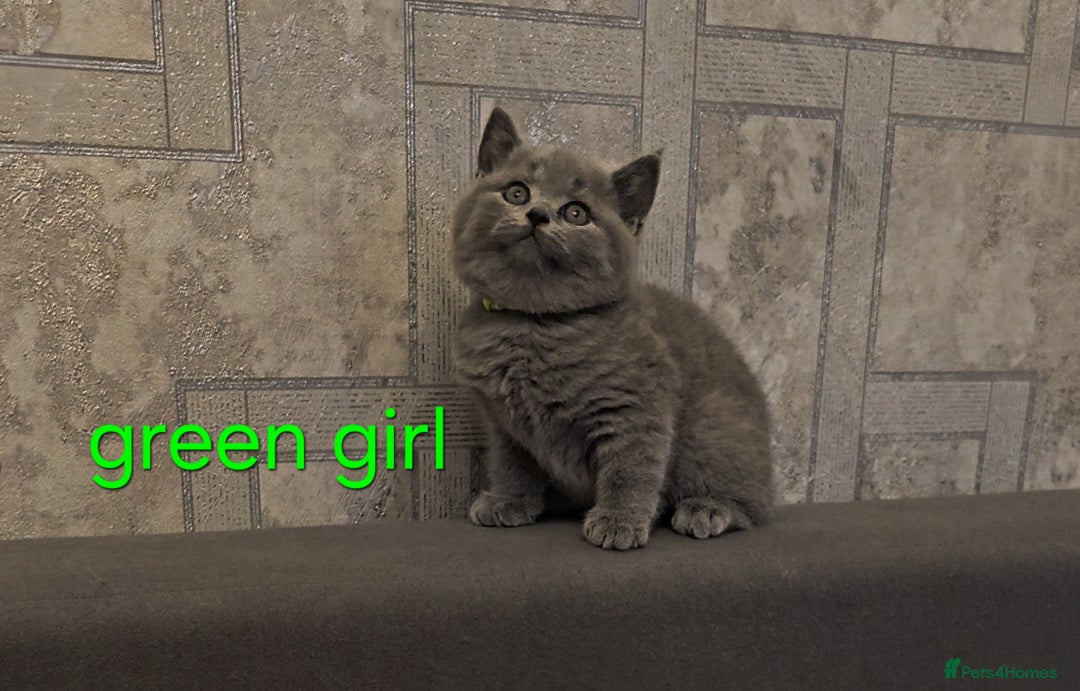 British Shorthair cats for sale: British Blue Shorthair kittens, GCCF pedigree - Image 14