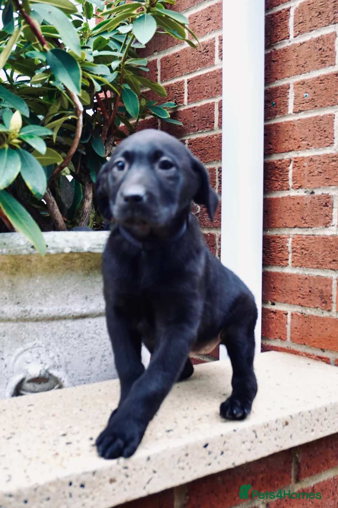 Labrador Retriever dogs for sale: Stunning Labrador Puppies  - Advert 3