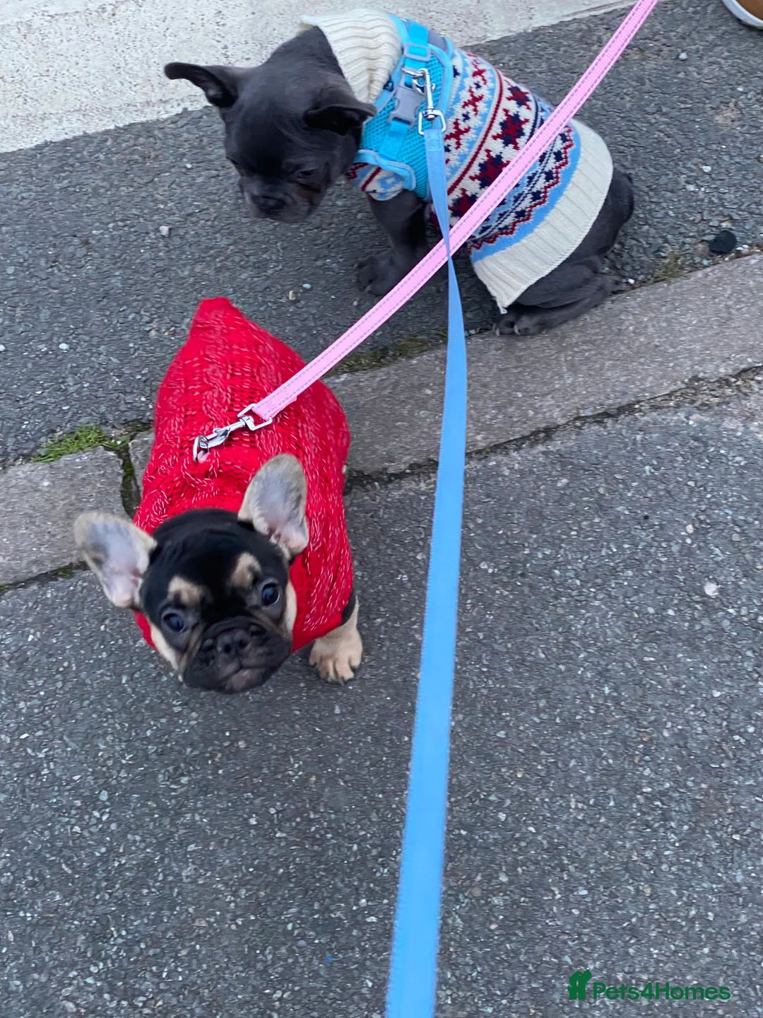 French Bulldog dogs for sale: Gorgeous French bulldog puppies 1 m & 1 f - Advert 16