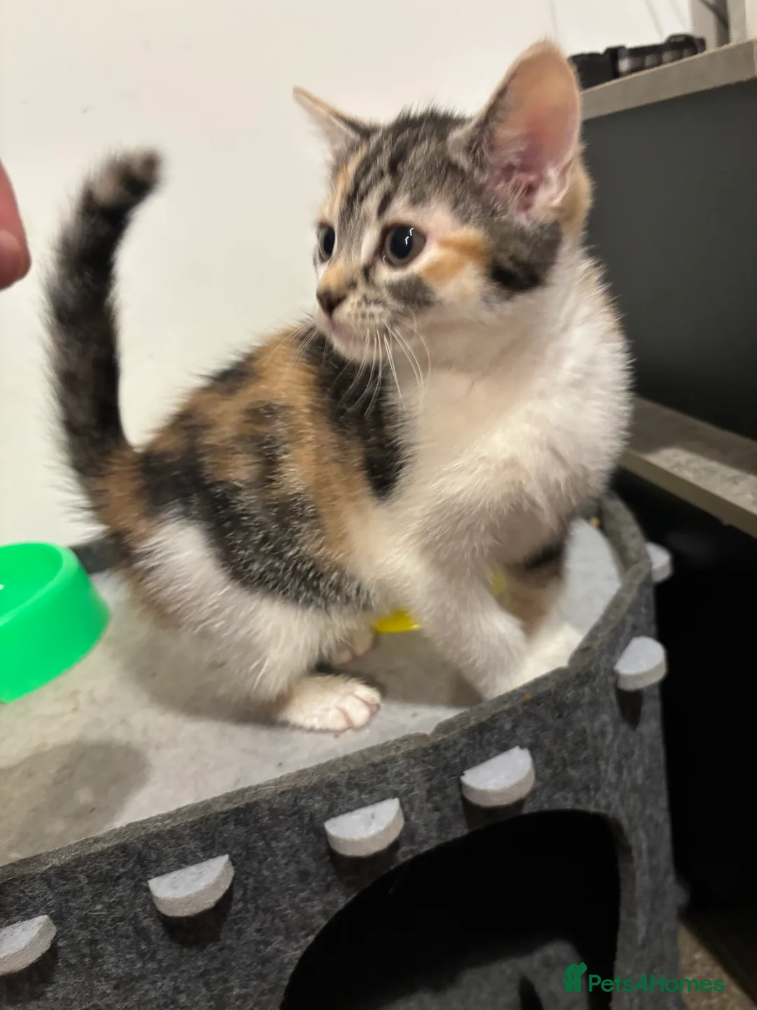 Mixed Breed cats for sale: 2 gorgeous calico female kittens for sale  - Advert 9