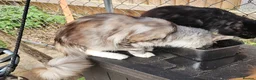 Maine Coon cats for sale: Stunning Black Silver Torbie worth White. - Advert 3