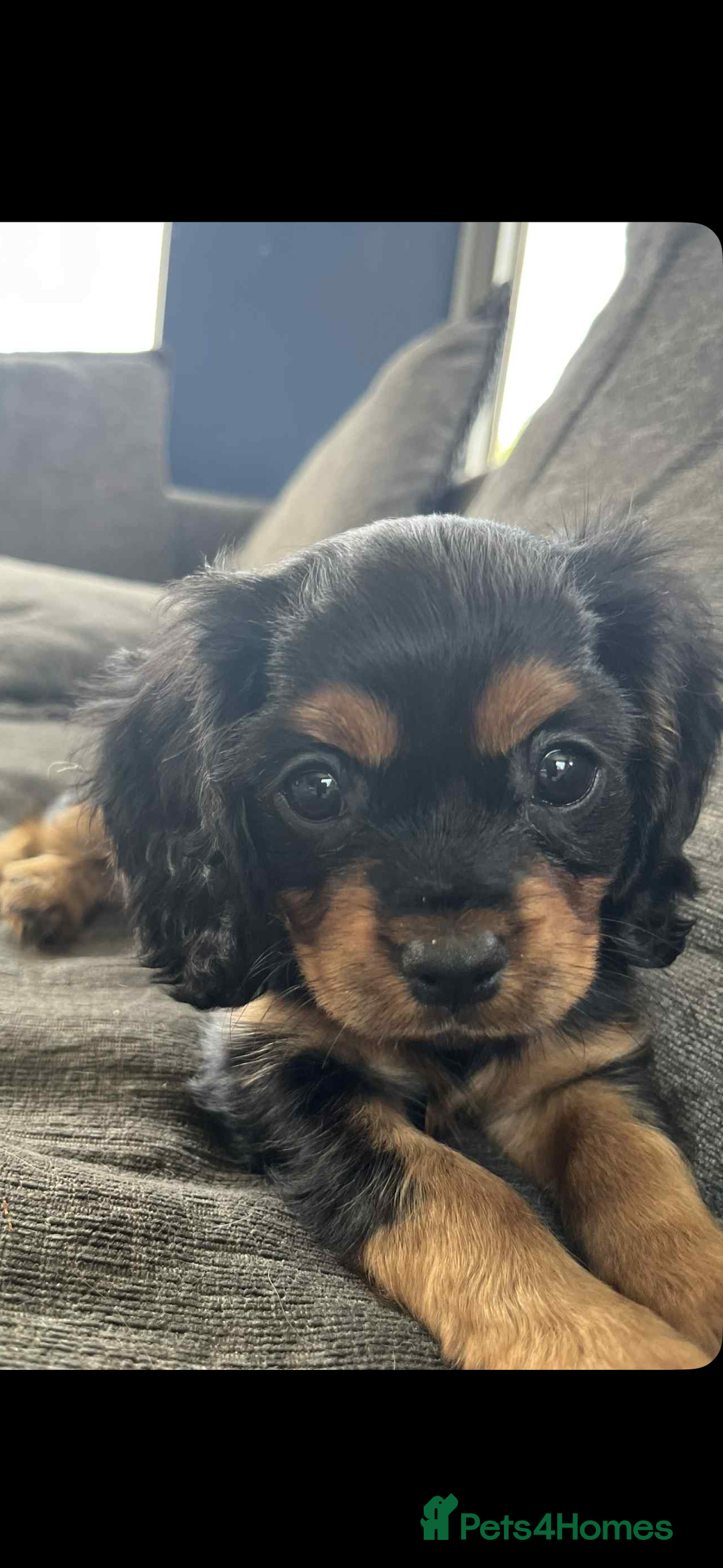Cavalier King Charles Spaniel dogs for sale: Cavalier King Charles  - Image 2
