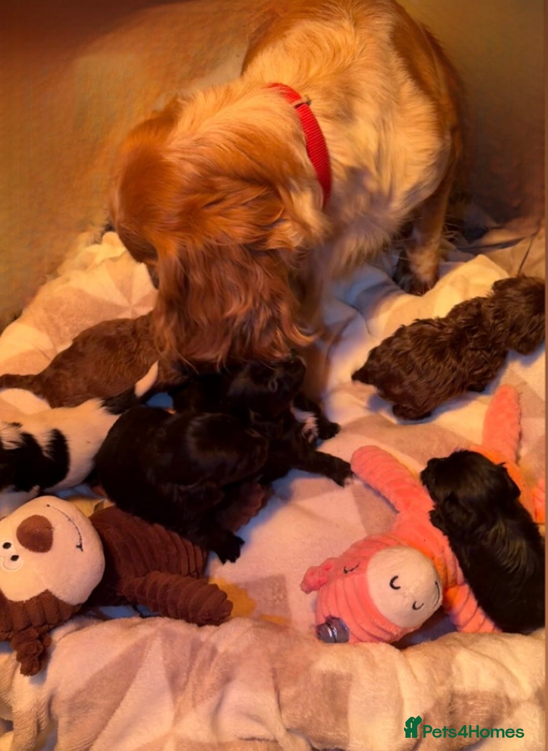 Cockapoo dogs for sale: Stunning cockapoo puppies  - Advert 2