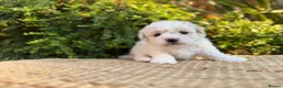 Bichon Frise dogs for sale: ☁️ Little Clouds Looking for Their Forever Home ☁️ - Advert 14