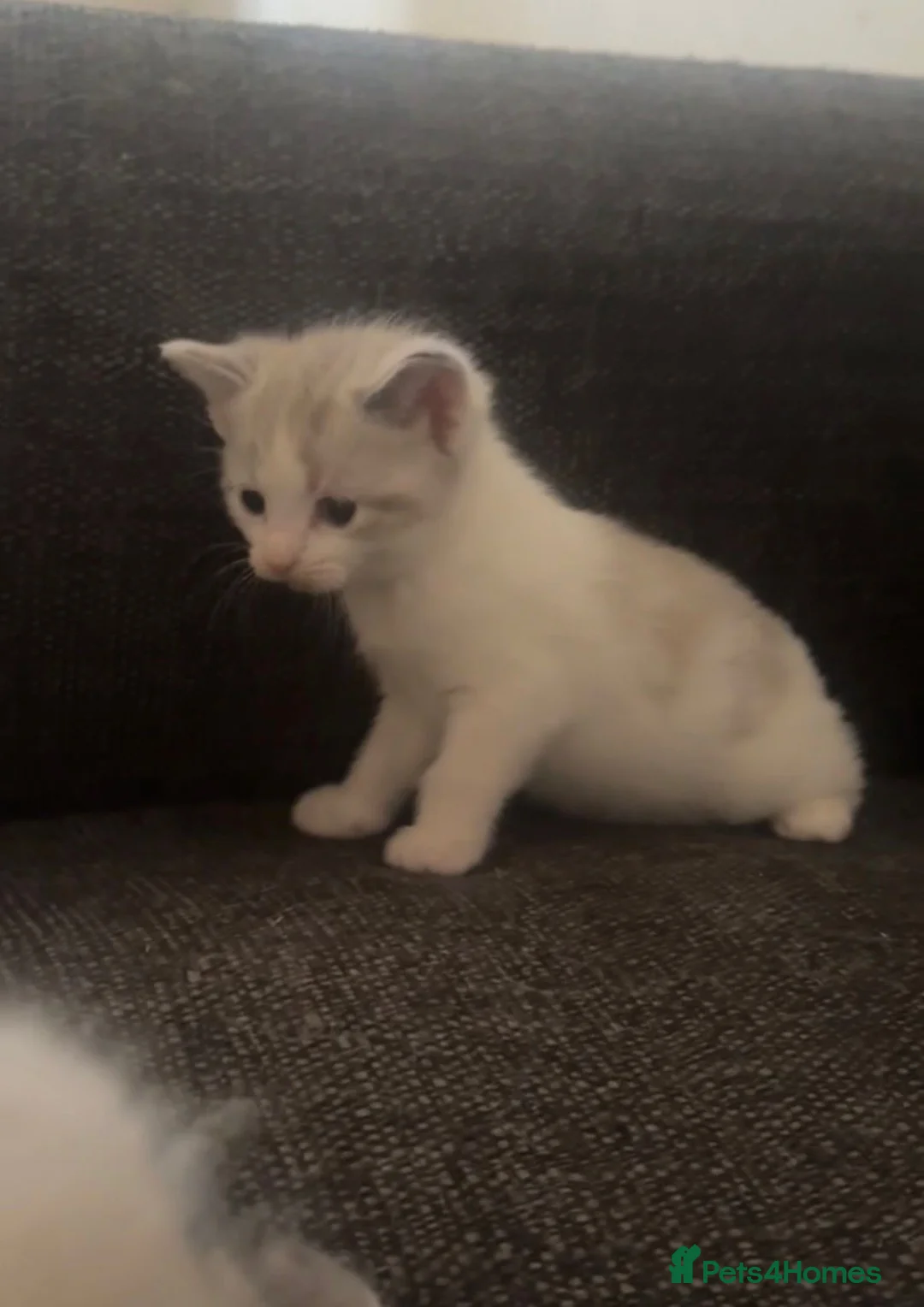 Ragdoll cats for sale: Ragdoll kittens - Advert 16