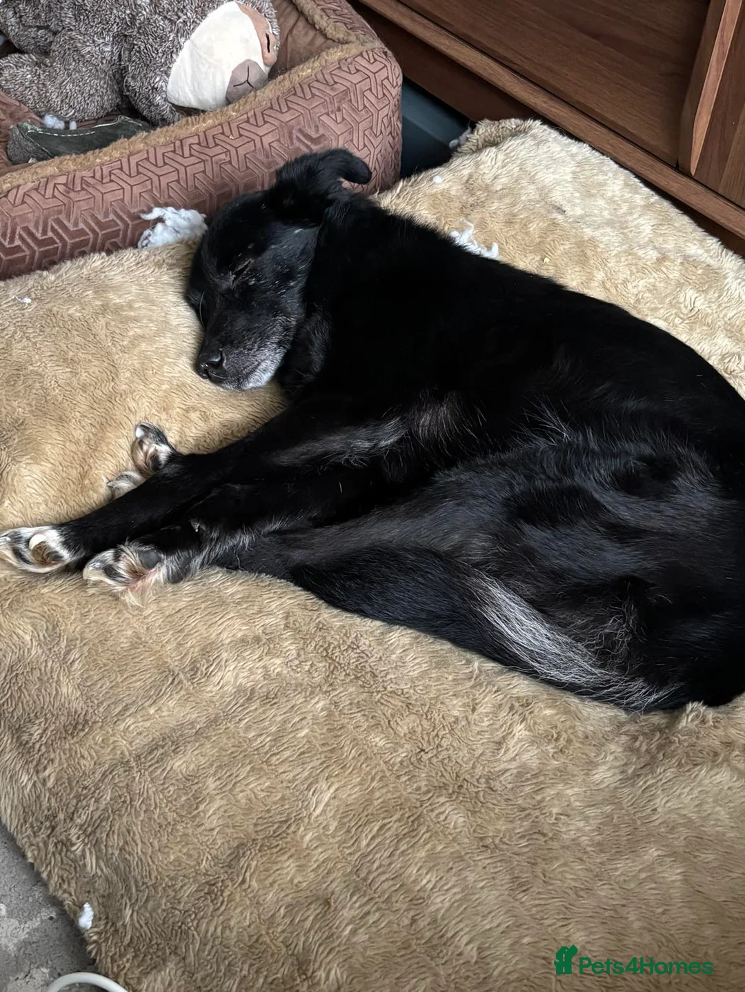 Mixed Breed dogs for adoption: Venus for adoption - Advert 7