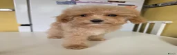 Poochon dogs for sale: POOCHON PUPPIES 2 BOYS 2 GIRLS AVAILABLE - Advert 30