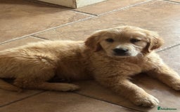 Golden Retriever dogs for sale: Healthy well socialised calm KC puppies - Image 4