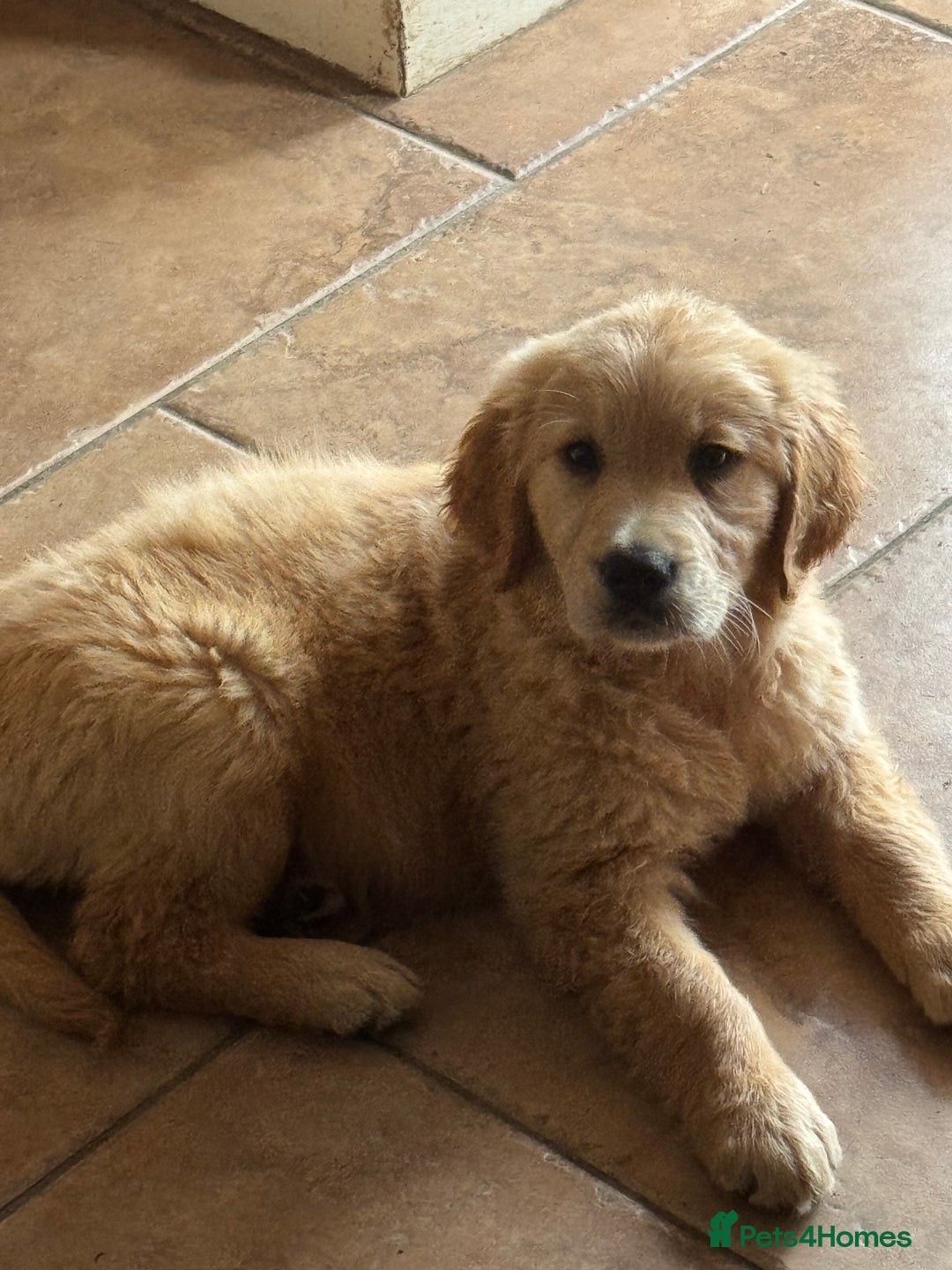 Golden Retriever dogs for sale: Healthy well socialised calm KC puppies - Image 4