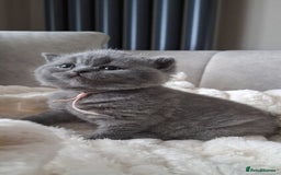 British Shorthair cats for sale: British Shorthair Kittens - Image 2