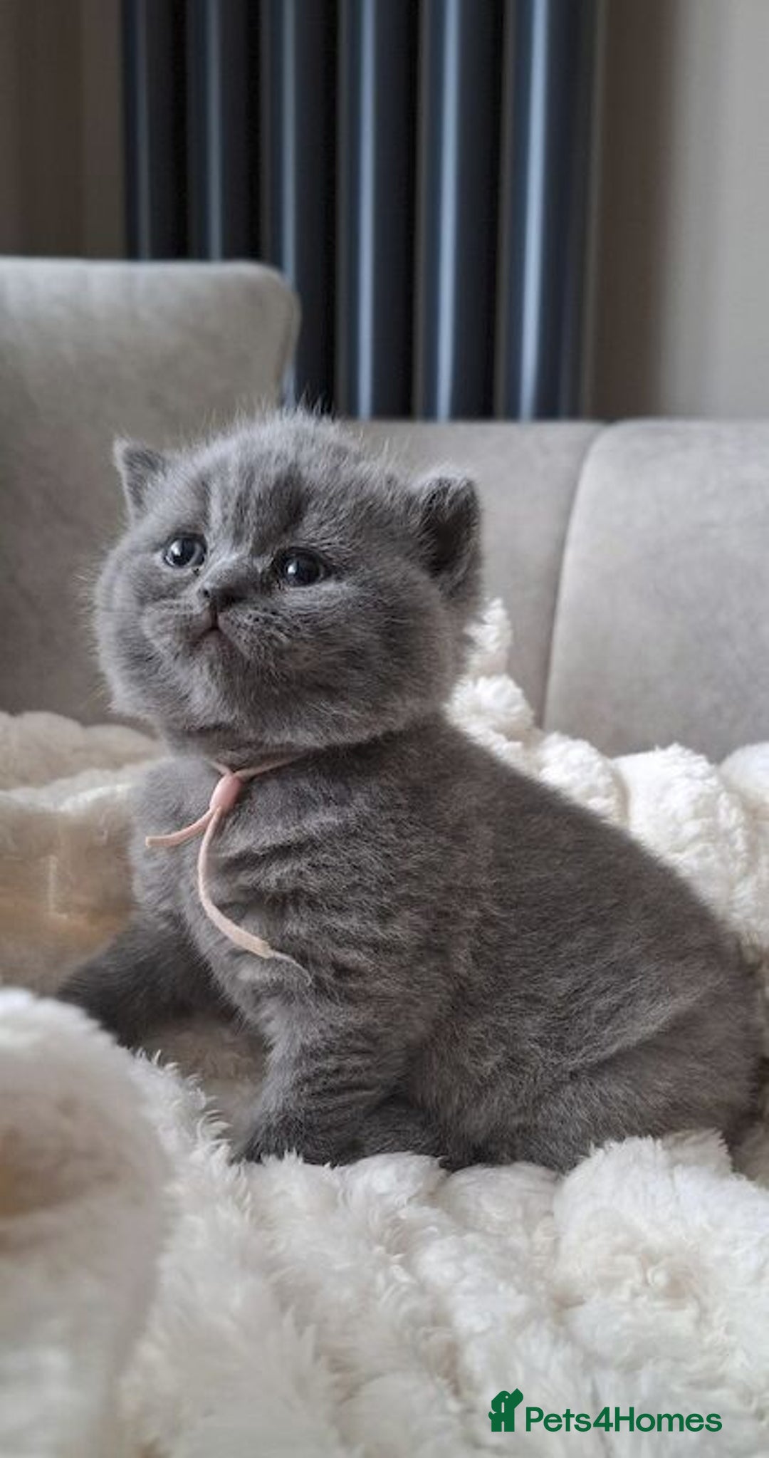 British Shorthair cats for sale: British Shorthair Kittens - Image 2