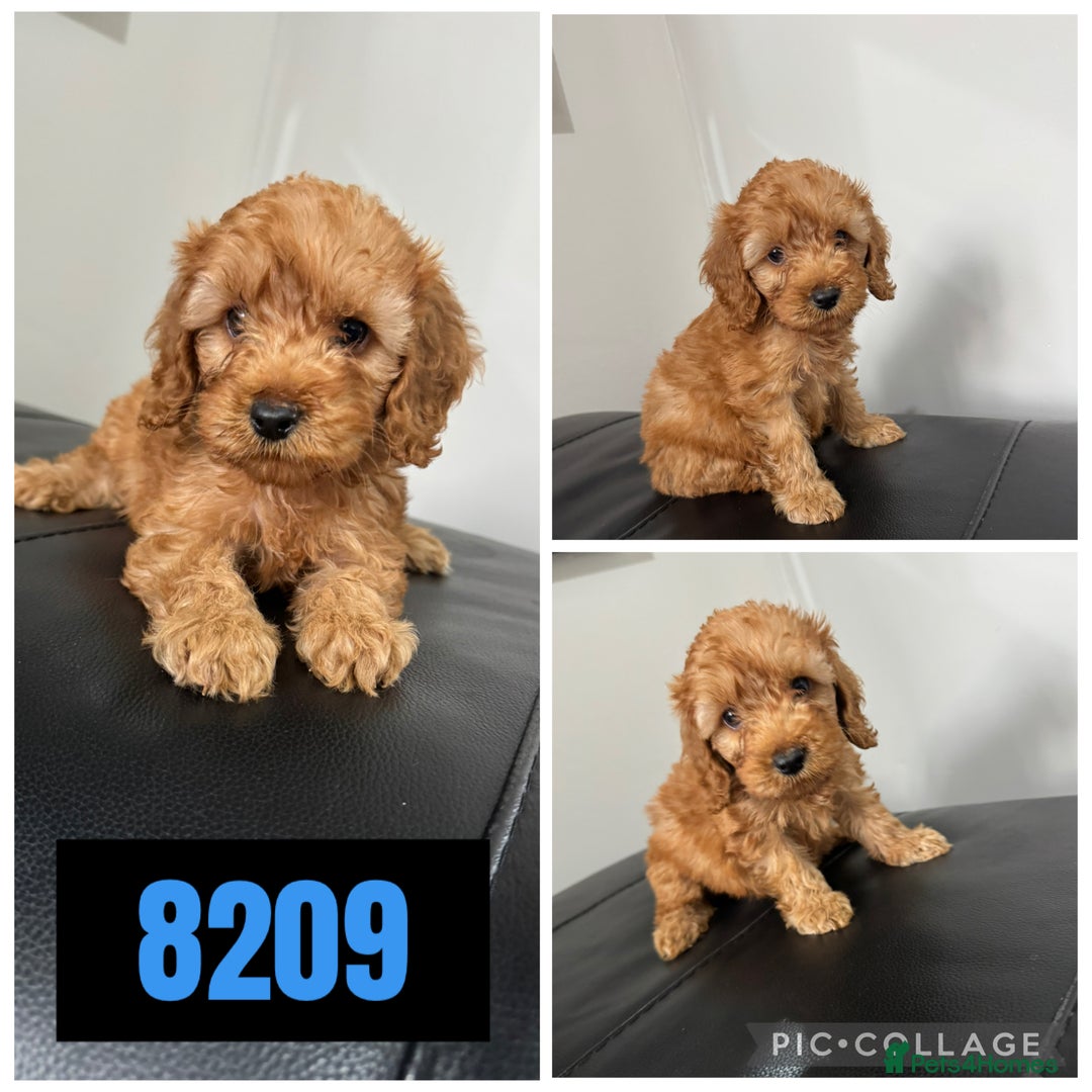 Cockapoo dogs for sale: Beautiful F1 TOY Cockapoos - Image 5