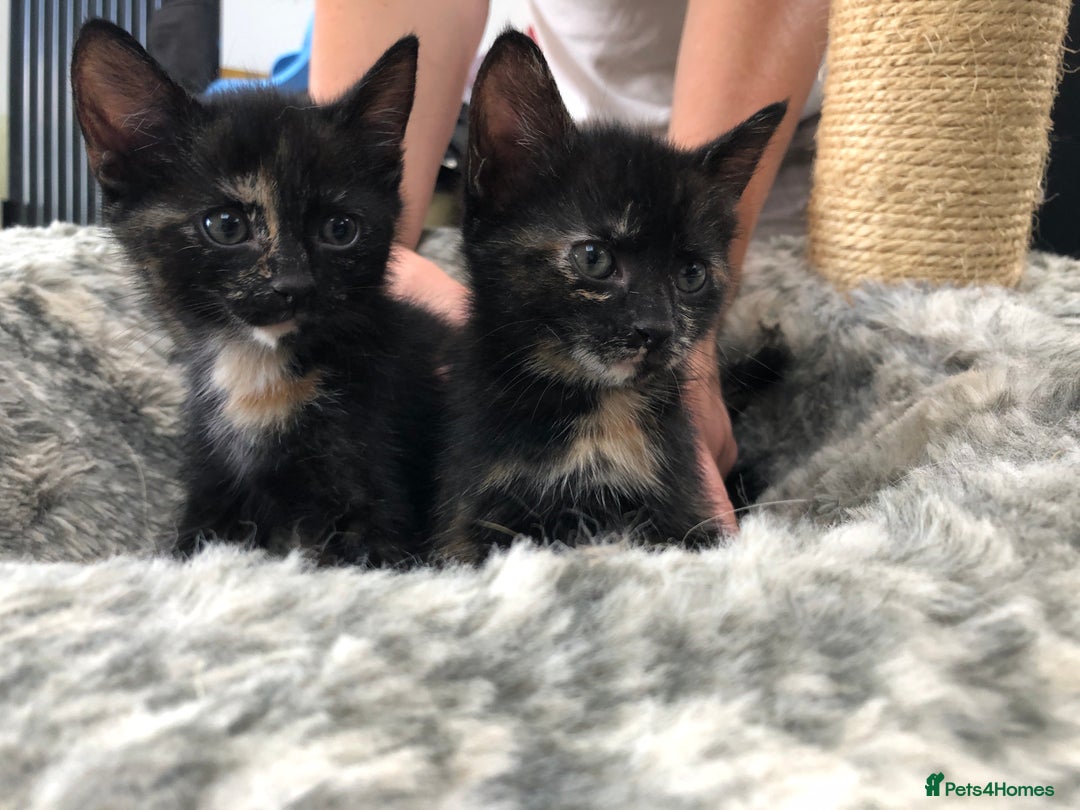 Domestic Shorthair cats for sale: LAST Gorgeous Tortoise Female Kitten! in Farnborough - Image 18