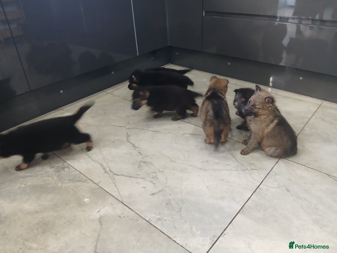 German Shepherd dogs for sale: German shepherd pups now ready for their new homes - Advert 9