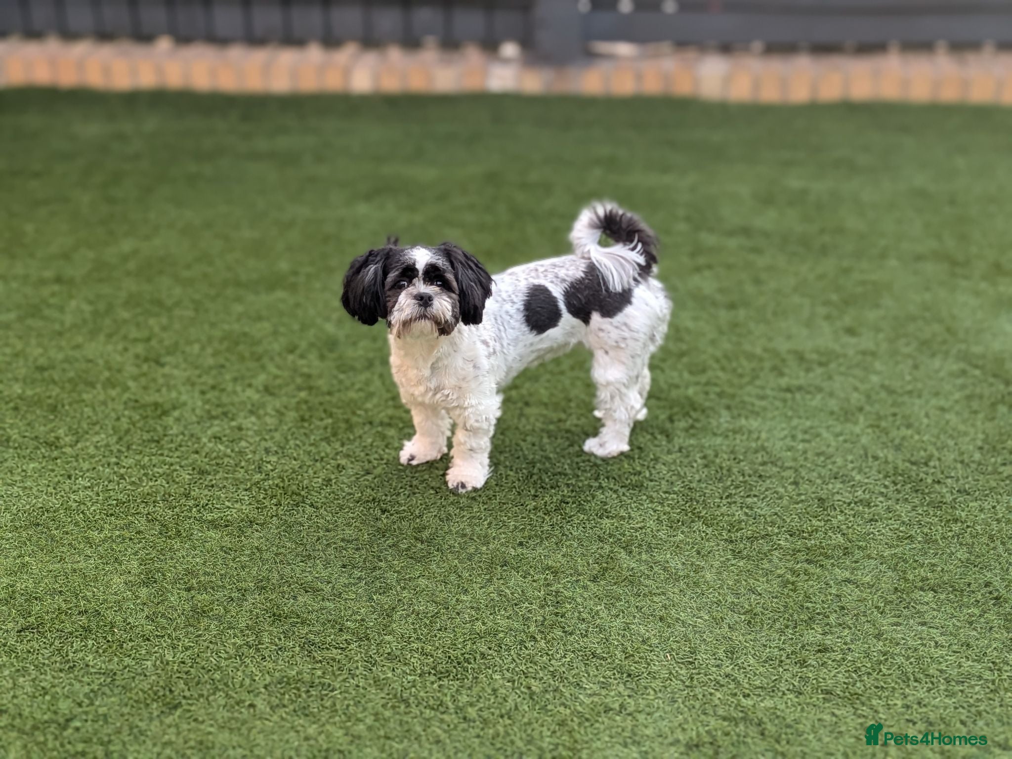 Lhasa Apso dogs Lhasa apso female - Advert 1