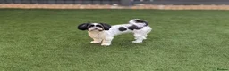 Lhasa Apso dogs for sale: Lhasa apso female - Advert 1