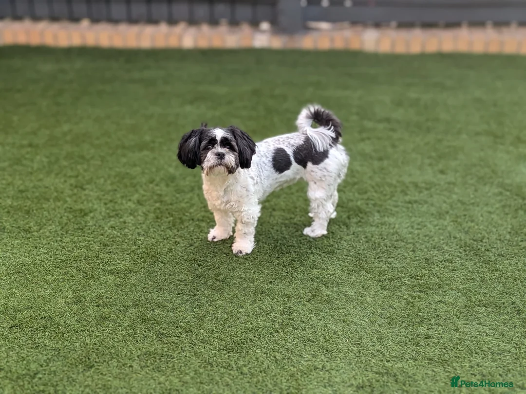 Lhasa Apso dogs for sale: Lhasa apso female - Advert 1