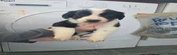 Mixed Breed dogs for sale: Cocker spaniel cross border collie - Advert 3