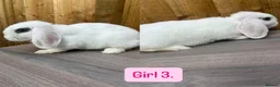 Mini Lop rabbits for sale: Litter of baby mini lops - Advert 5