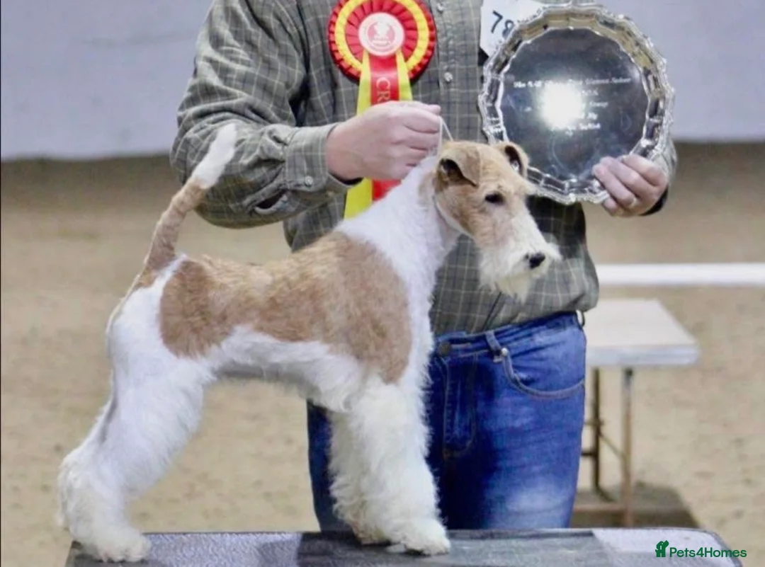 Fox Terrier dogs for sale: Red and white bitch  - Advert 1