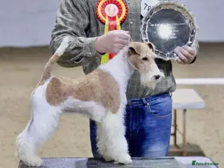 Fox Terrier dogs Red and white bitch - Advert 4