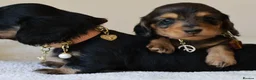 Miniature Dachshund dogs for sale: 5*Licensed+ LongHaired+KCreg+PraClear+Vetchecked - Advert 24