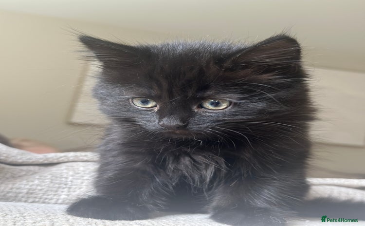 Mixed Breed cats - Advert 15