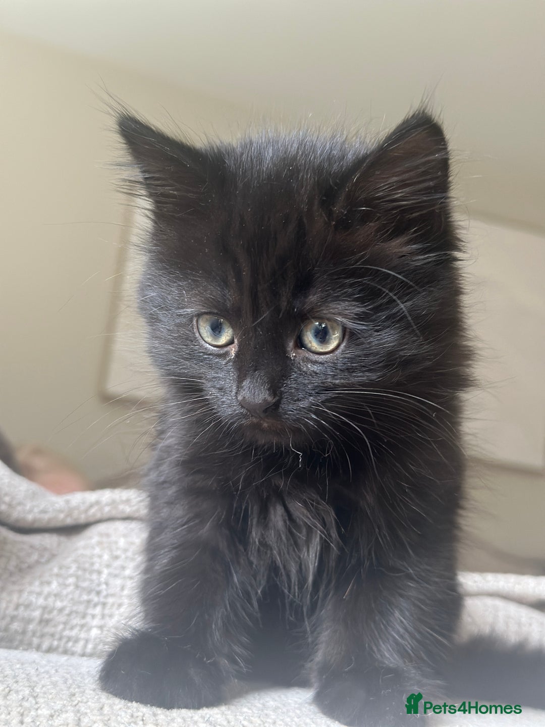 Mixed Breed cats for sale: 1 black male remaining - Image 1