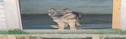 German Shepherd dogs for sale: Millie Germany Shepherd  - Advert 3