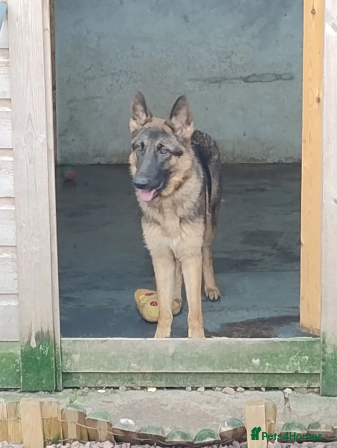 German Shepherd dogs for sale: Millie Germany Shepherd  - Advert 3