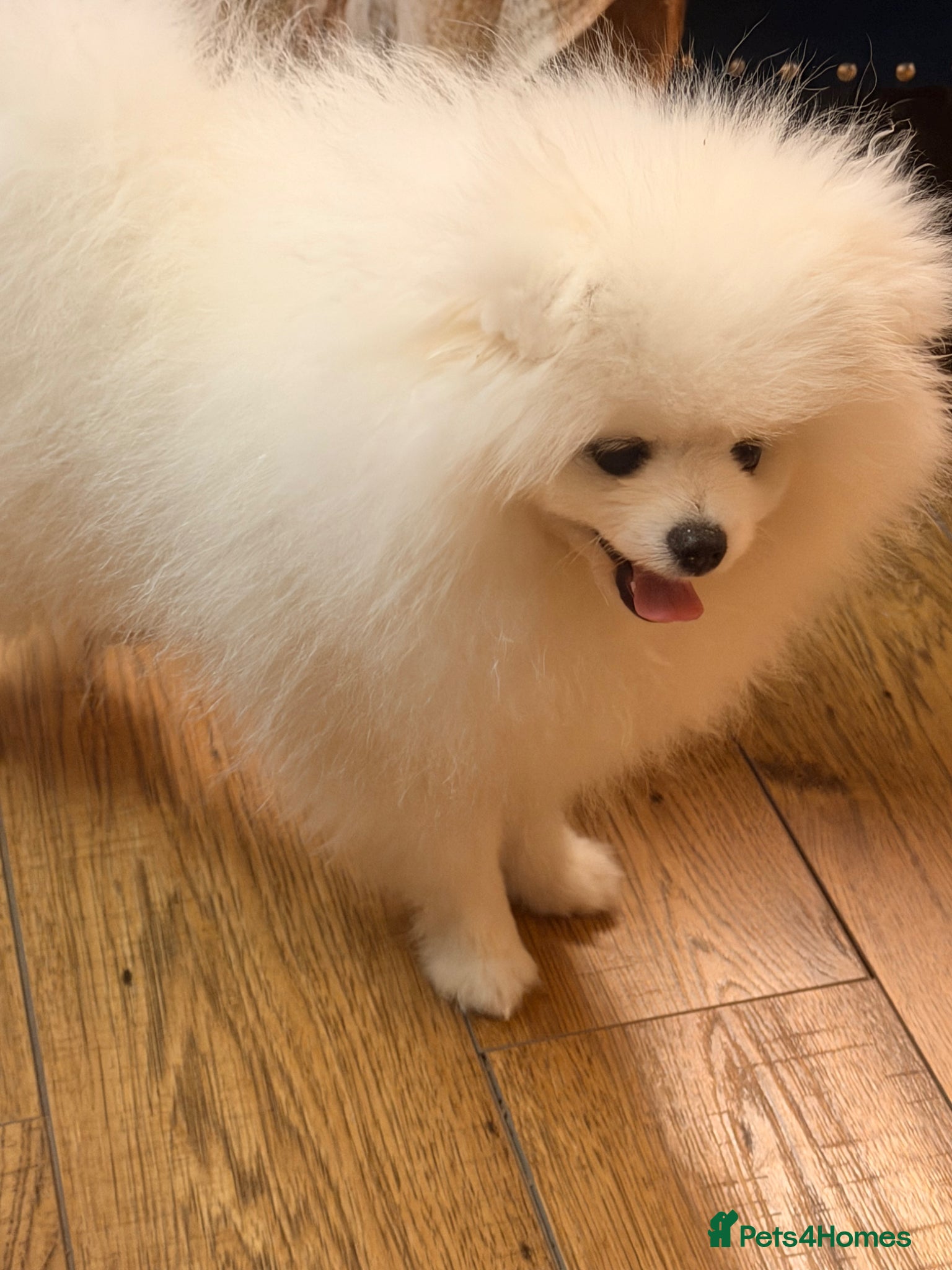 Pomeranian dogs Stunning Pedigree Puppy Male  - Advert 2