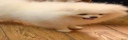Pomeranian dogs for sale: Stunning Pedigree Puppy Male  - Advert 2