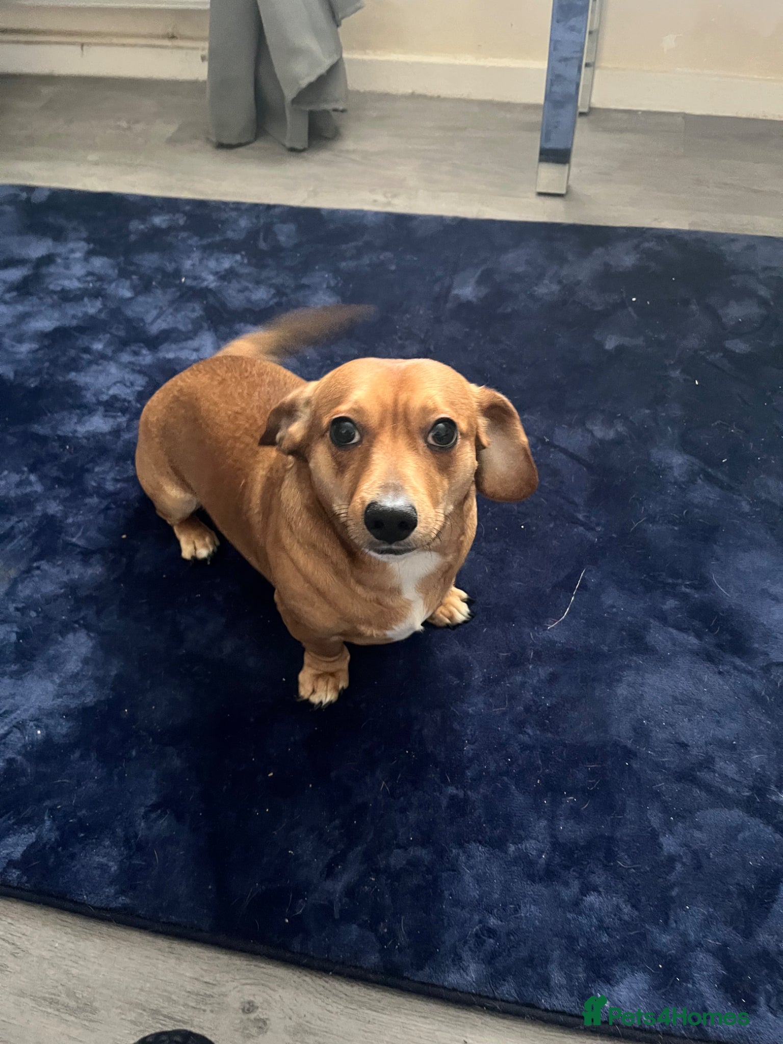 Jackshund dogs Dachshund Jack Russell cross  - Advert 1