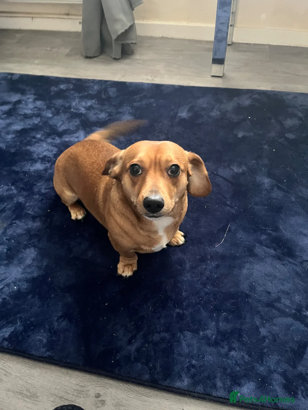 Jackshund dogs for sale: Dachshund Jack Russell cross  - Advert 1